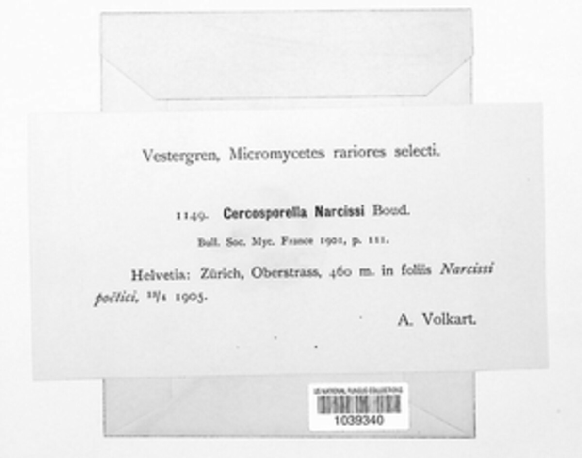 Pseudocercosporella narcissi image